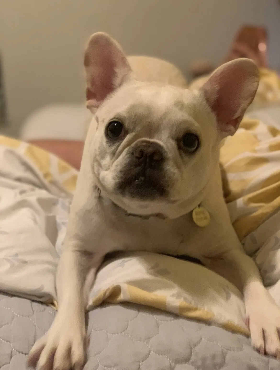 Lost dog in Miami, FL, 33134
