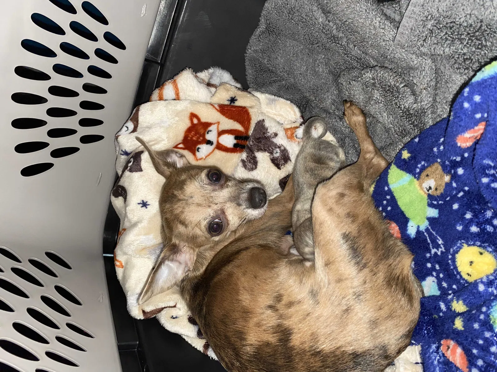 Lost dog in Virginia Beach, VA, 23464