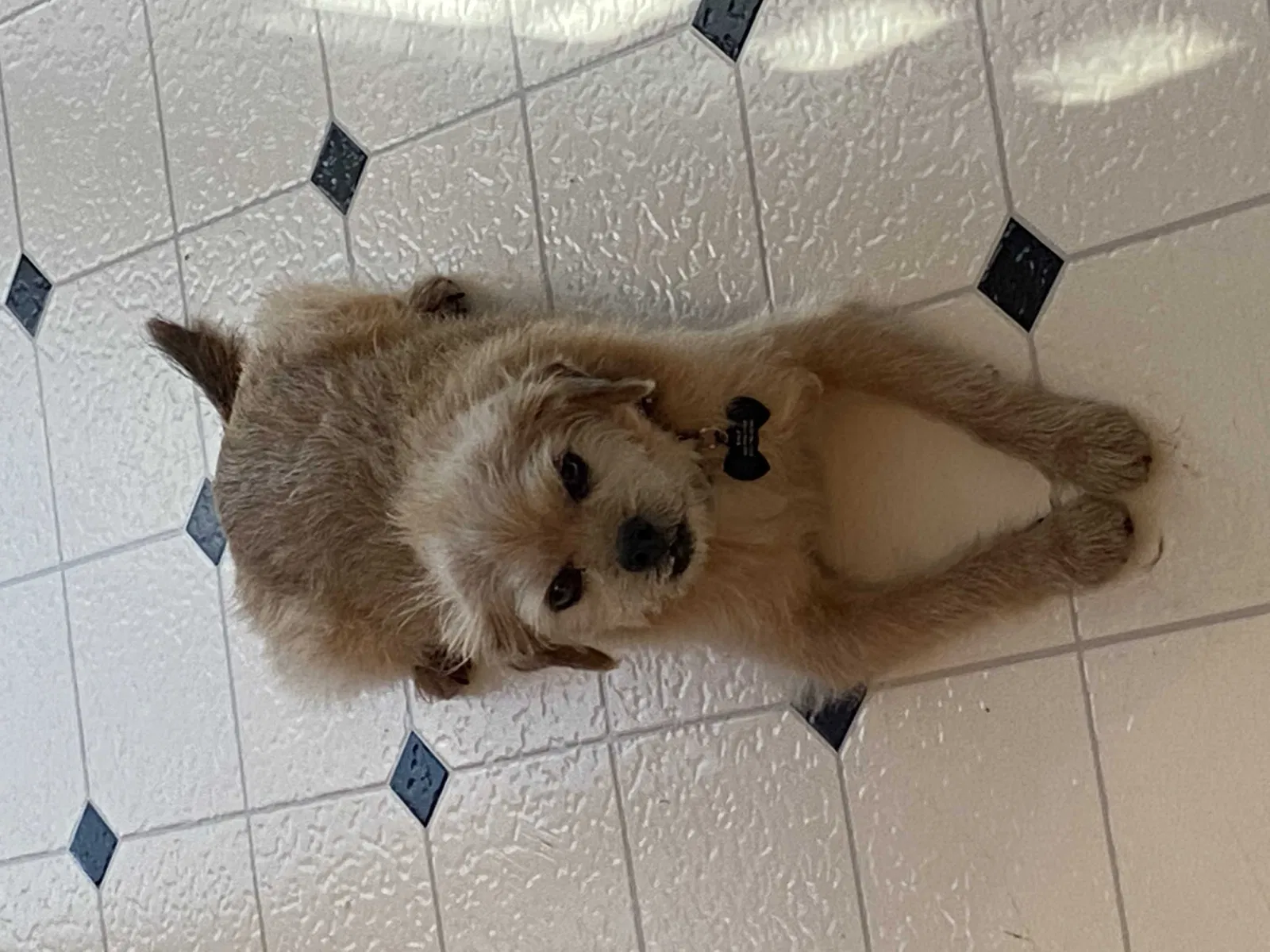 Lost dog in Raleigh, NC, 27604