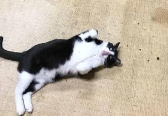 Lost cat in Covington, LA, 70433