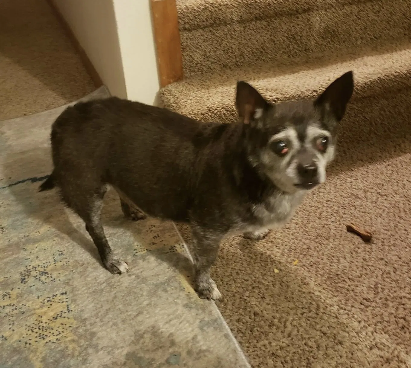 Lost dog in Vancouver, WA, 98682