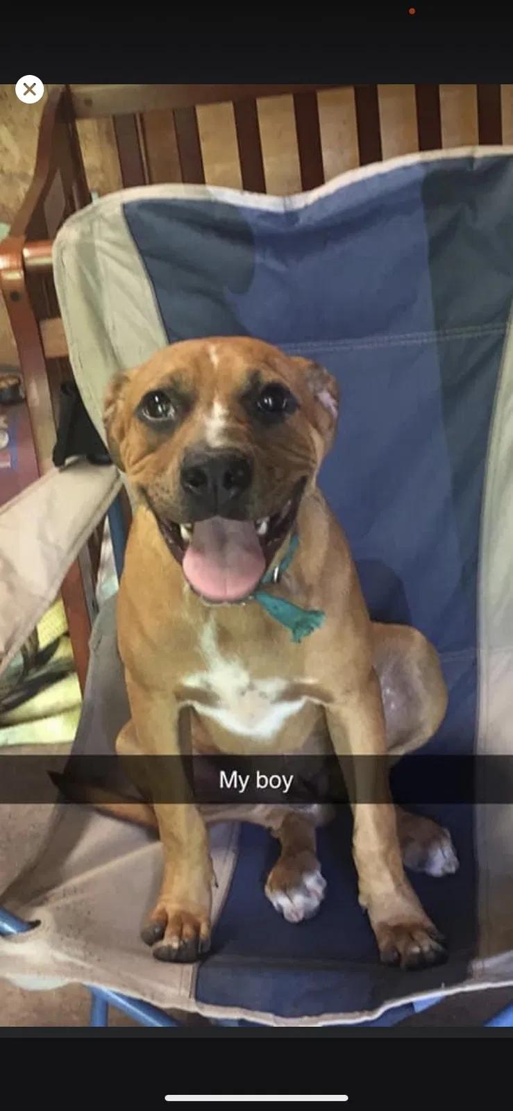 Lost dog in Ringgold, GA, 30736