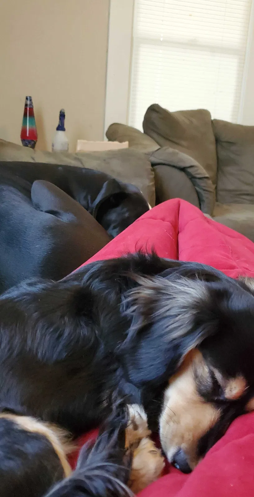 Lost dog in Mcpherson, KS, 67460