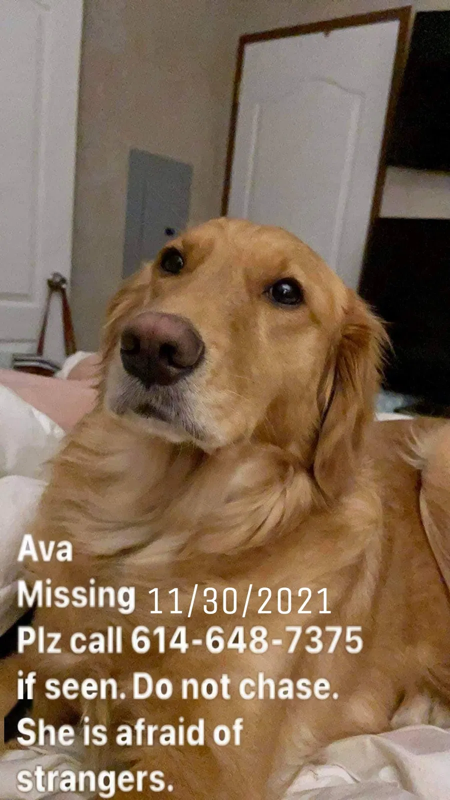 Lost dog in Lexington, KY, 40508