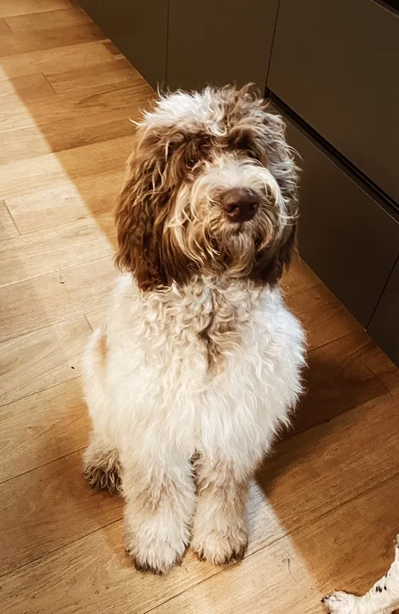 Lost dog in Los Angeles, CA, 90025