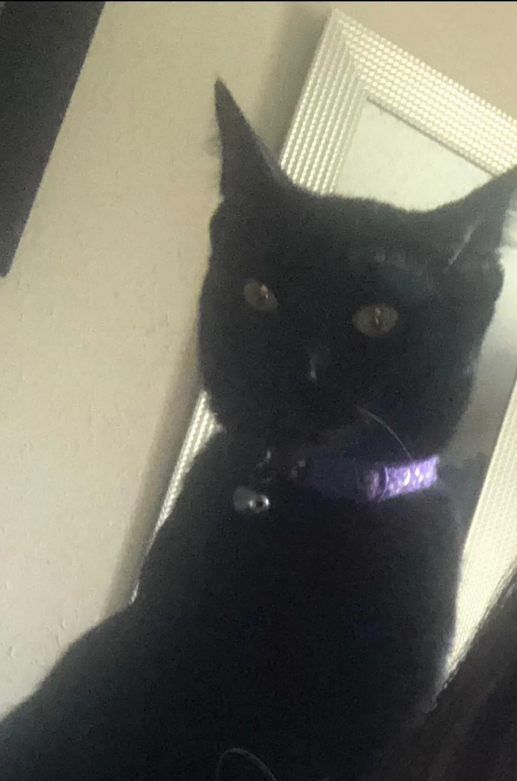 Lost cat in Hurst, TX, 76053