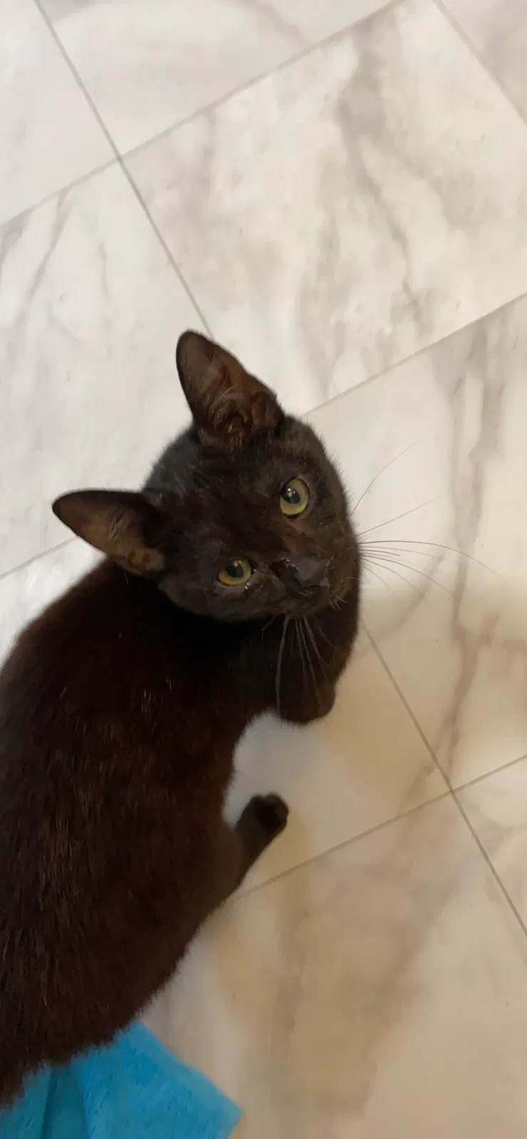 Lost cat in Hudson, FL, 34669