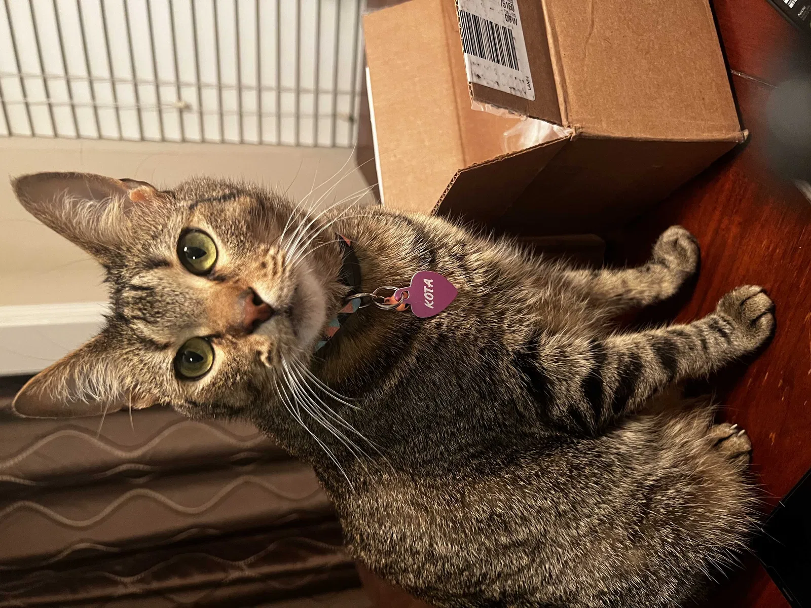 Lost cat in Mesquite, TX, 75150