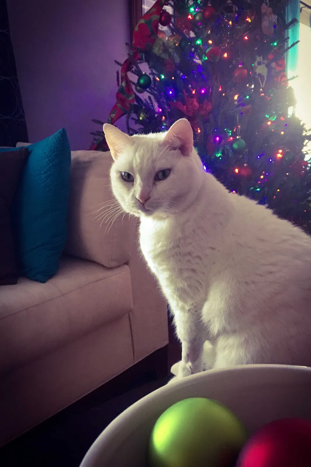 Lost cat in Sarasota, FL, 34240