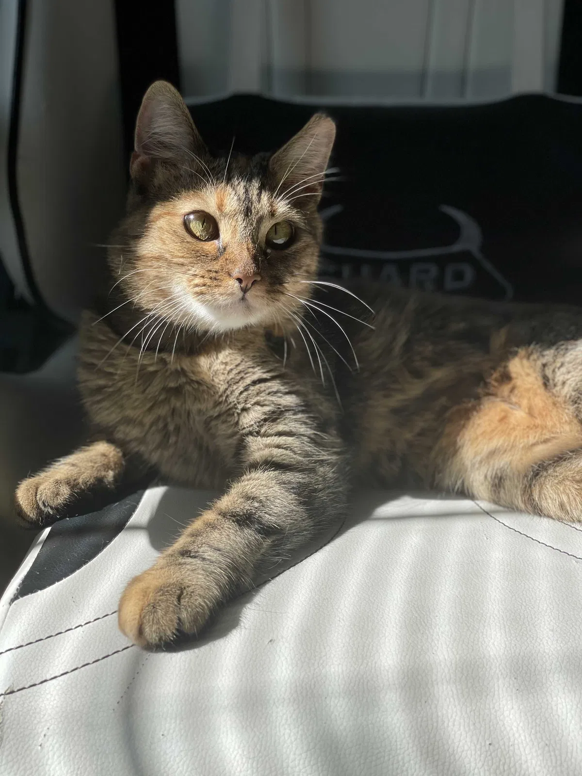 Lost cat in Greensboro, NC, 27407