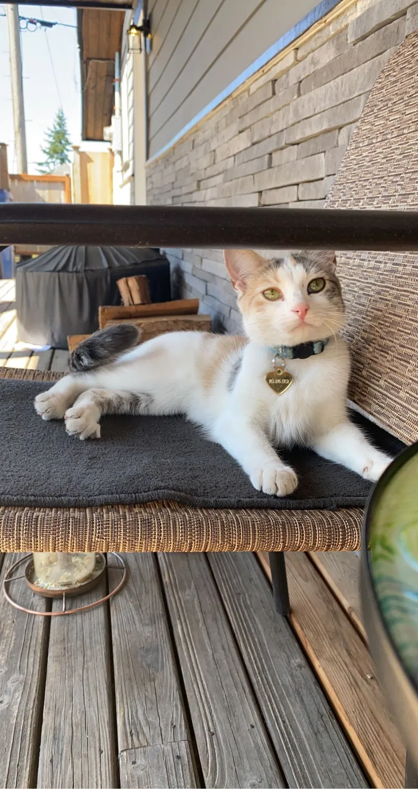 Lost cat in Tacoma, WA, 98404
