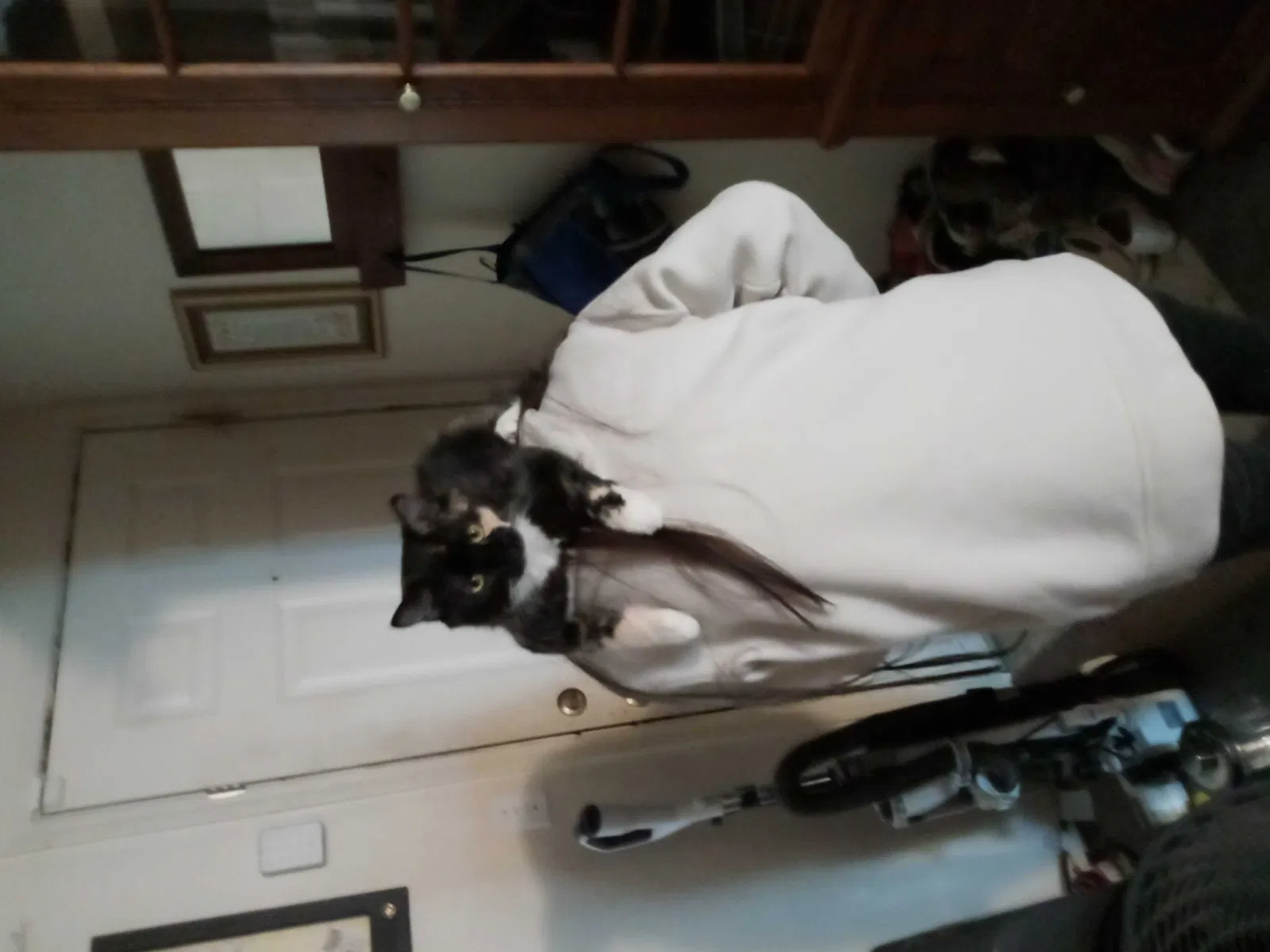 Lost cat in Wilsonville, OR, 97070