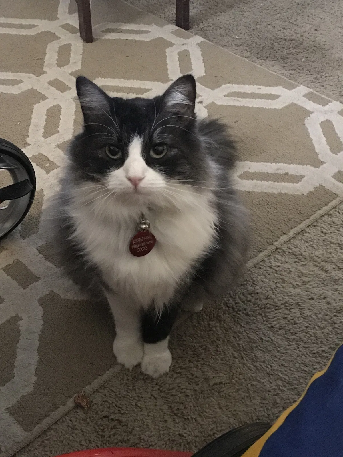 Lost cat in Maricopa, AZ, 85138
