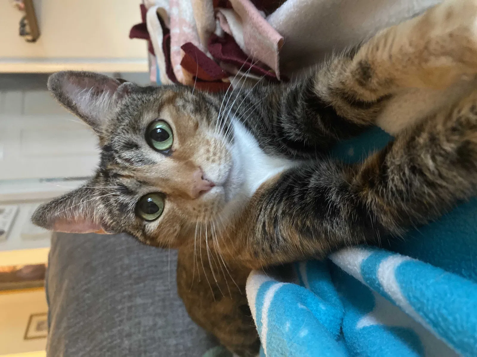 Lost cat in Loomis, CA, 95650