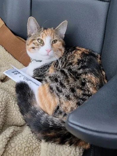Lost cat in Sioux Falls, SD, 57107