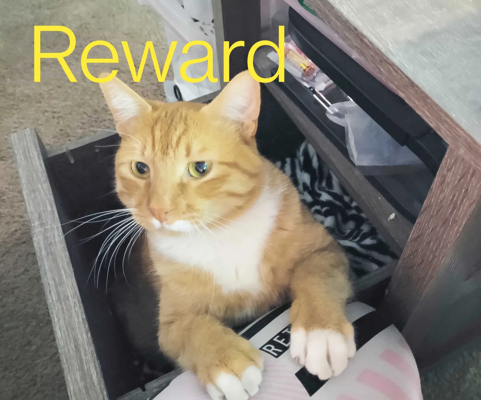 Lost cat in Salt Lake City, UT, 84106
