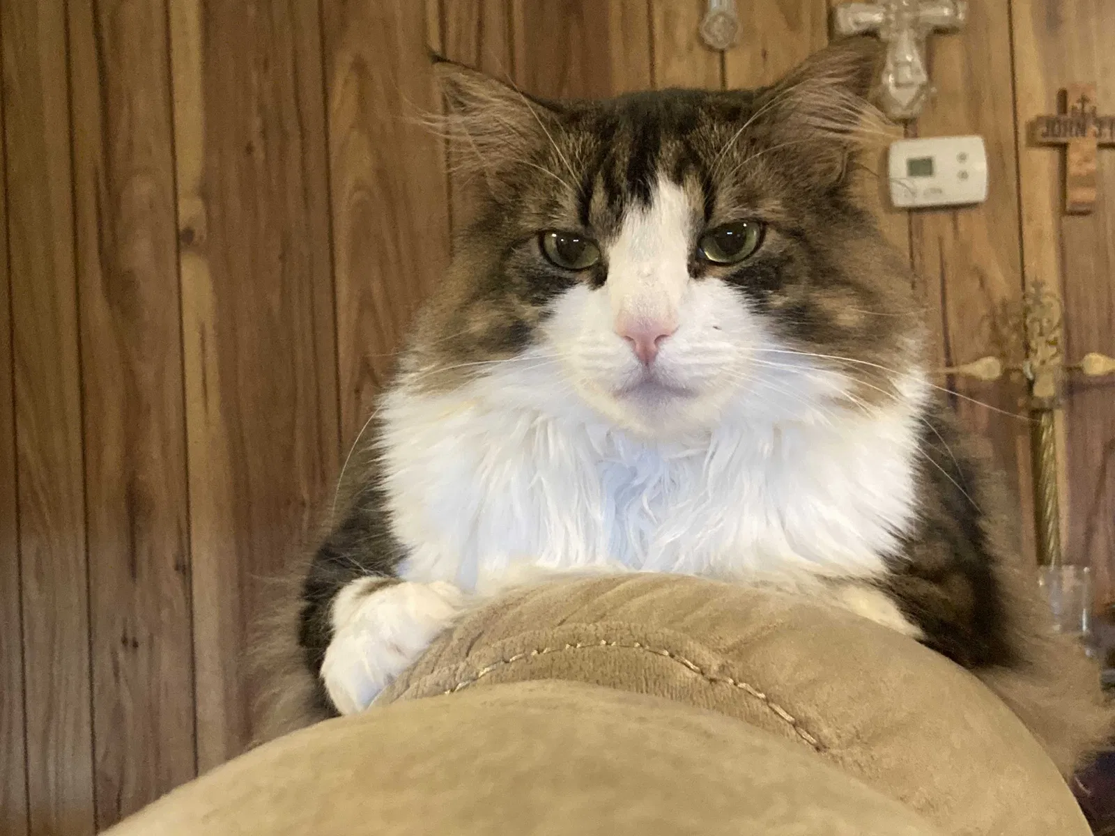 Lost cat in Gatlinburg, TN, 37738