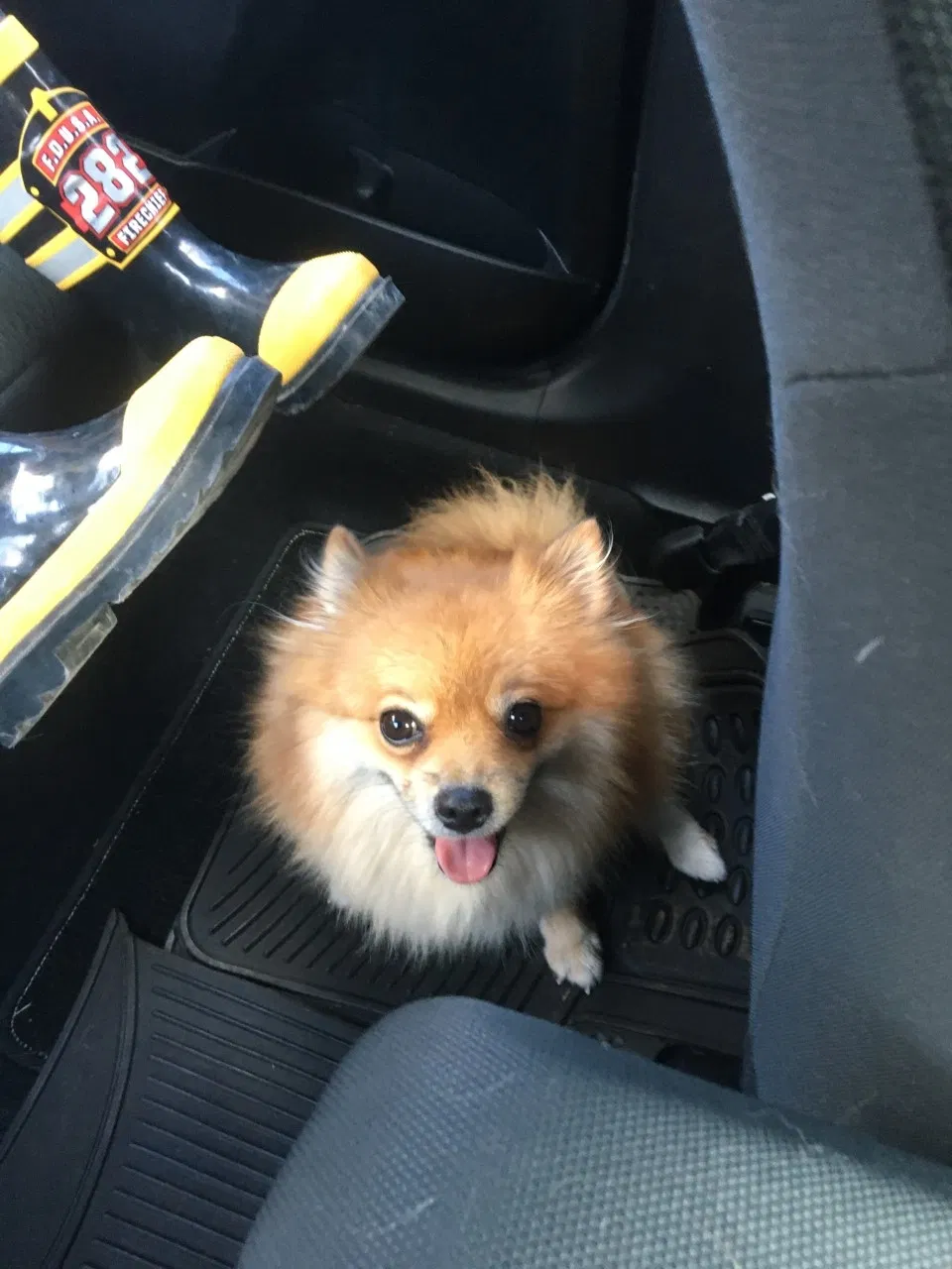 Lost dog in Unknown, TX, 7549589