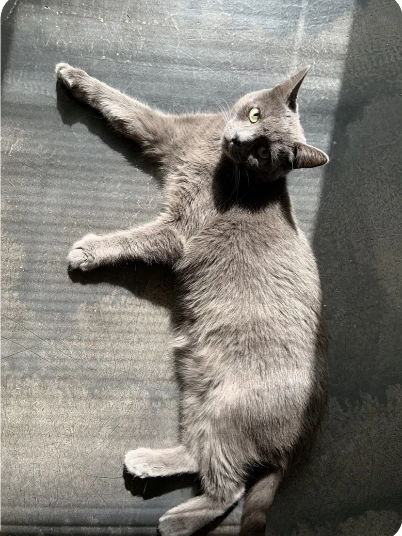 Lost cat in Phoenix, AZ, 85016