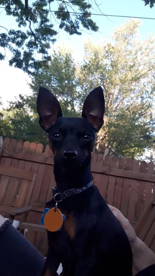 Lost dog in Wyoming, MI, 49509