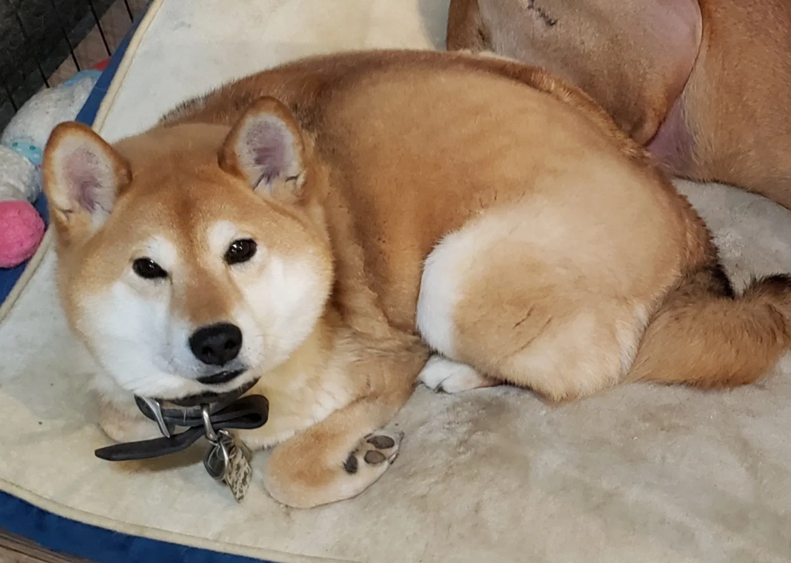 Lost dog in Lonoke, AR, 72086