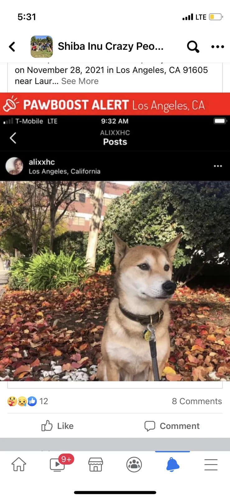 Lost dog in North Hollywood, CA, 91605