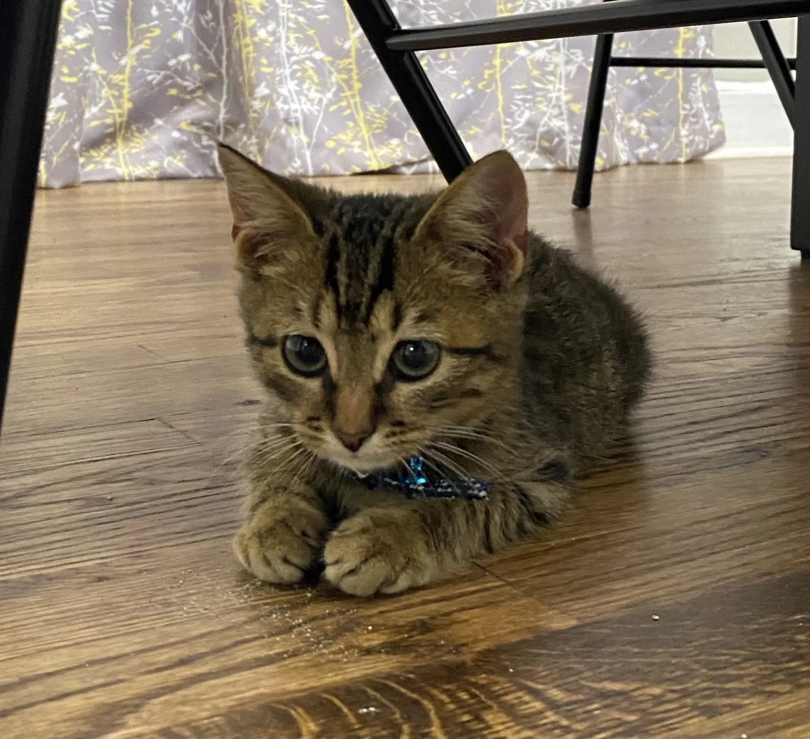 Lost cat in Rock Hill, SC, 29732