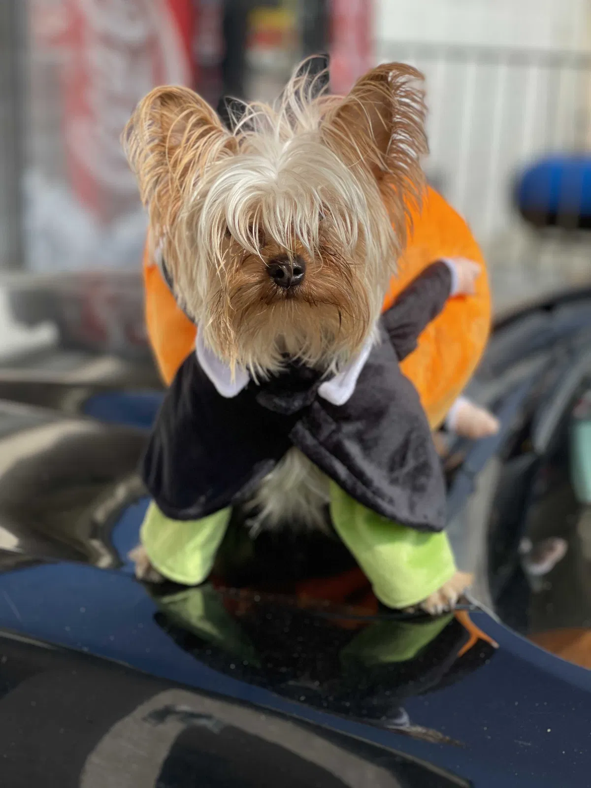 Lost dog in San Bernardino, CA, 92408