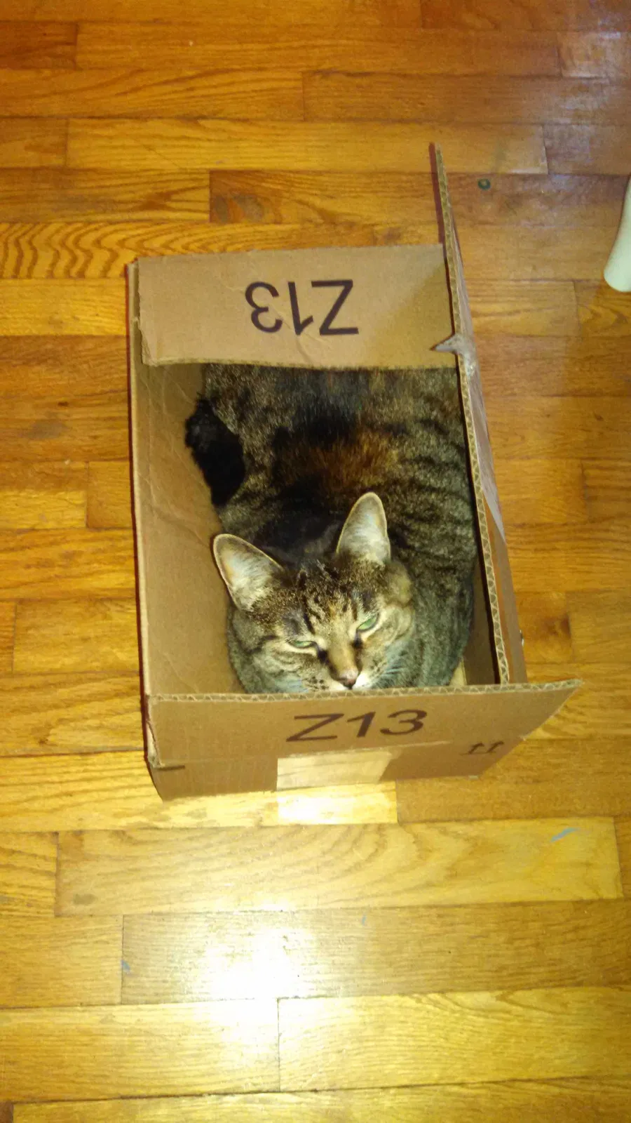 Lost cat in Flint, MI, 48506