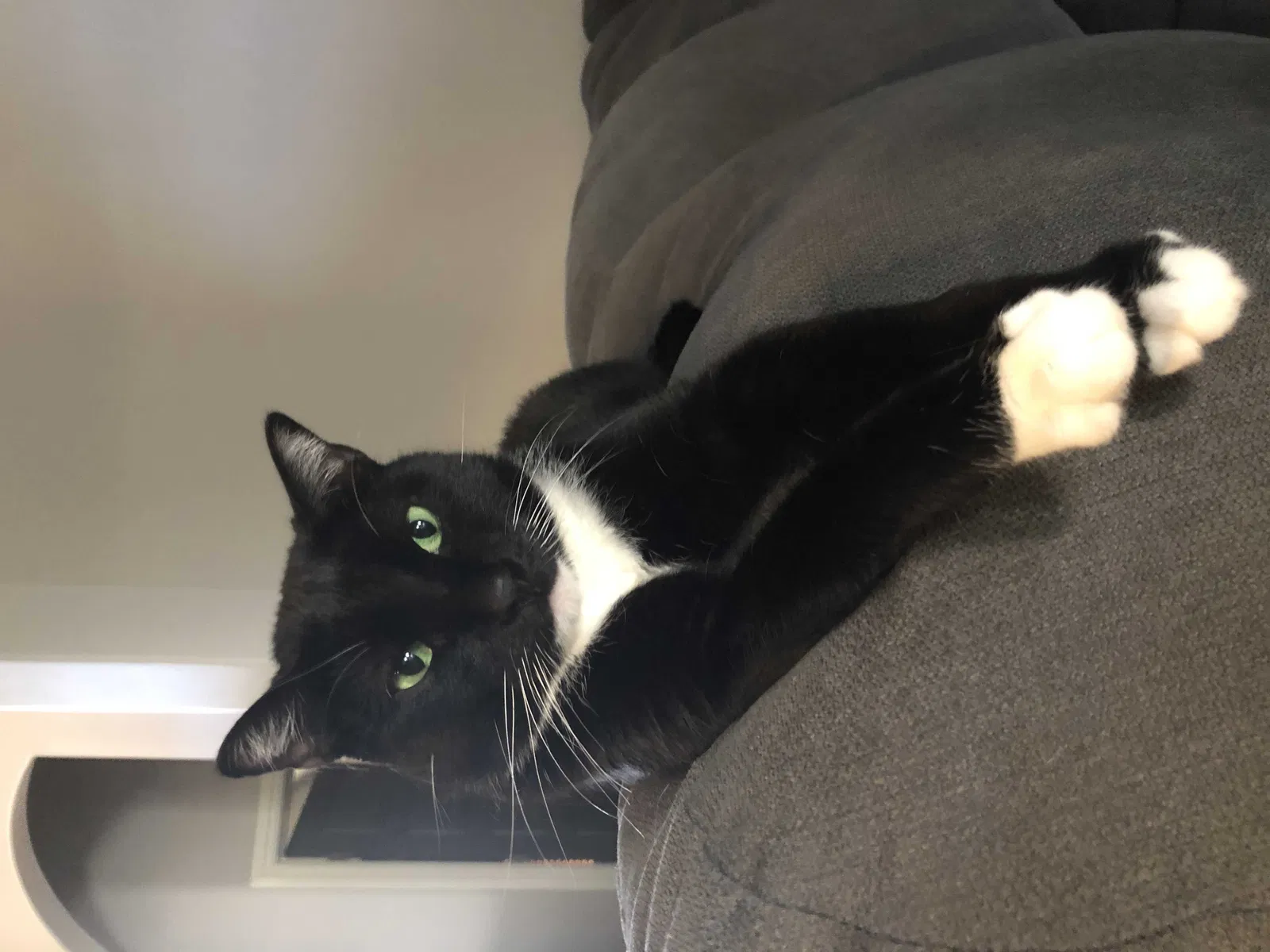Lost cat in Edmond, OK, 73013