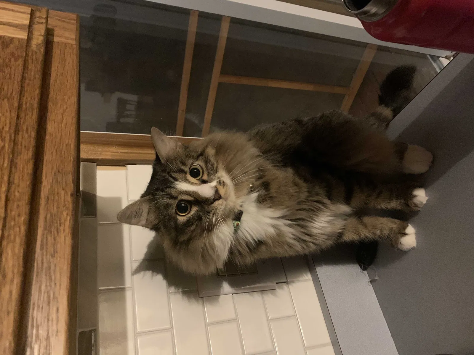 Lost cat in Charleston, SC, 29414