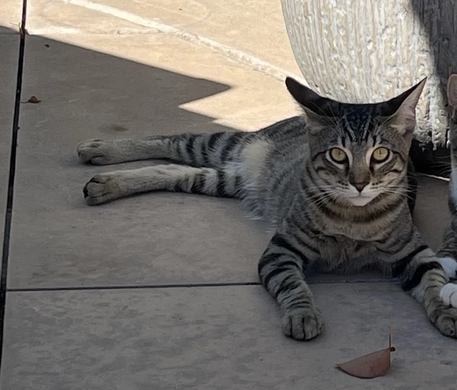 Lost cat in San Diego, CA, 92127