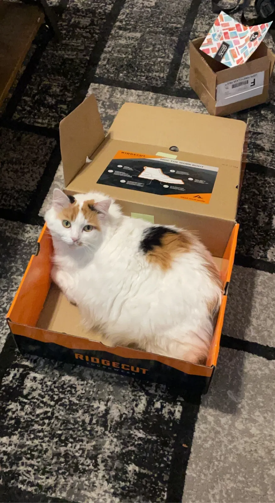 Lost cat in Medina, OH, 44256