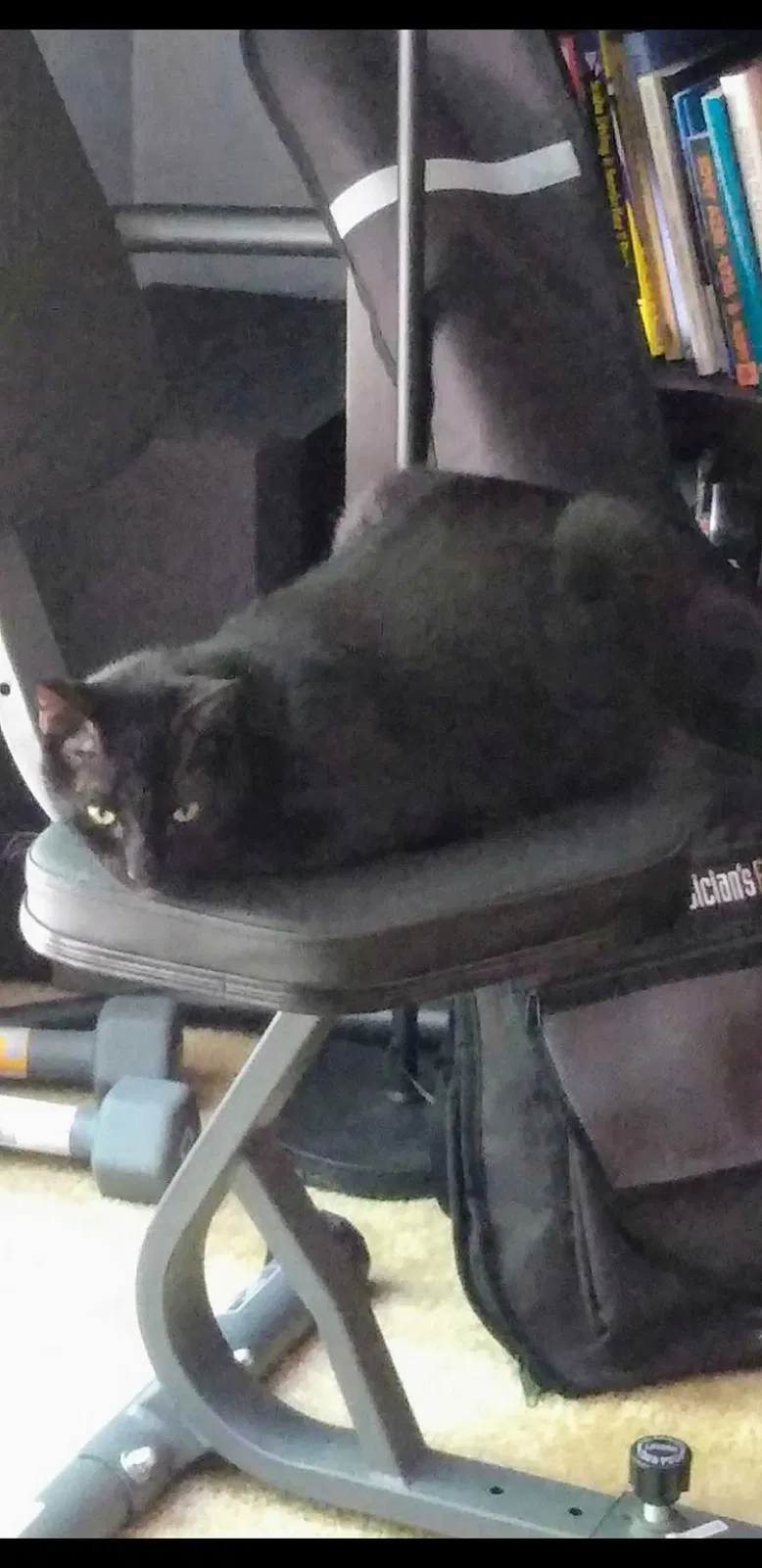 Lost cat in Tallahassee, FL, 32301