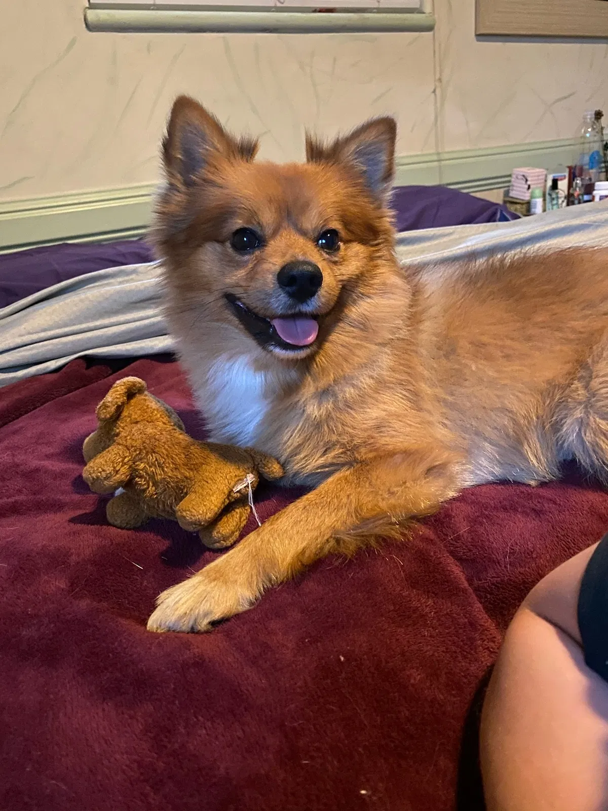 Lost dog in Oklahoma City, OK, 73122