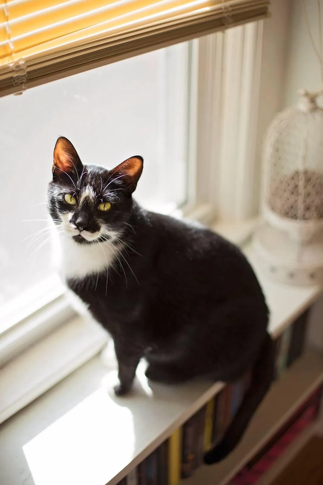 Lost cat in Reedsburg, WI, 53959