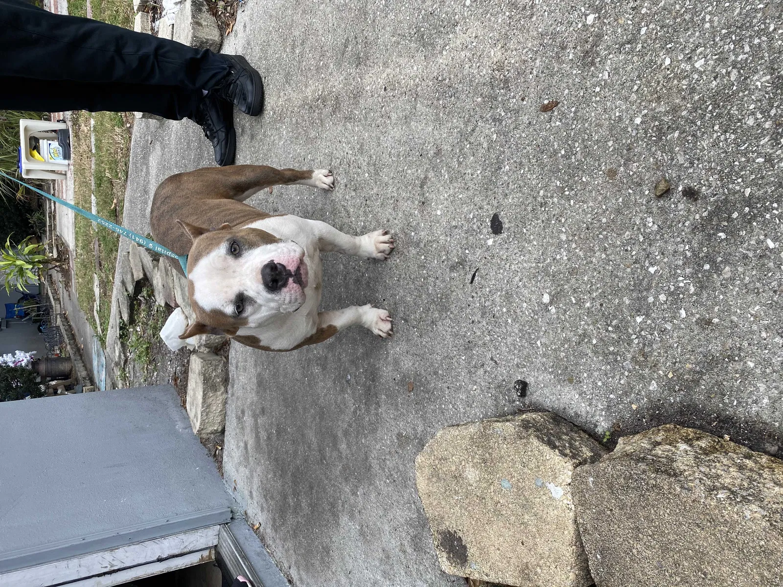 Lost dog in Bradenton, FL, 34205