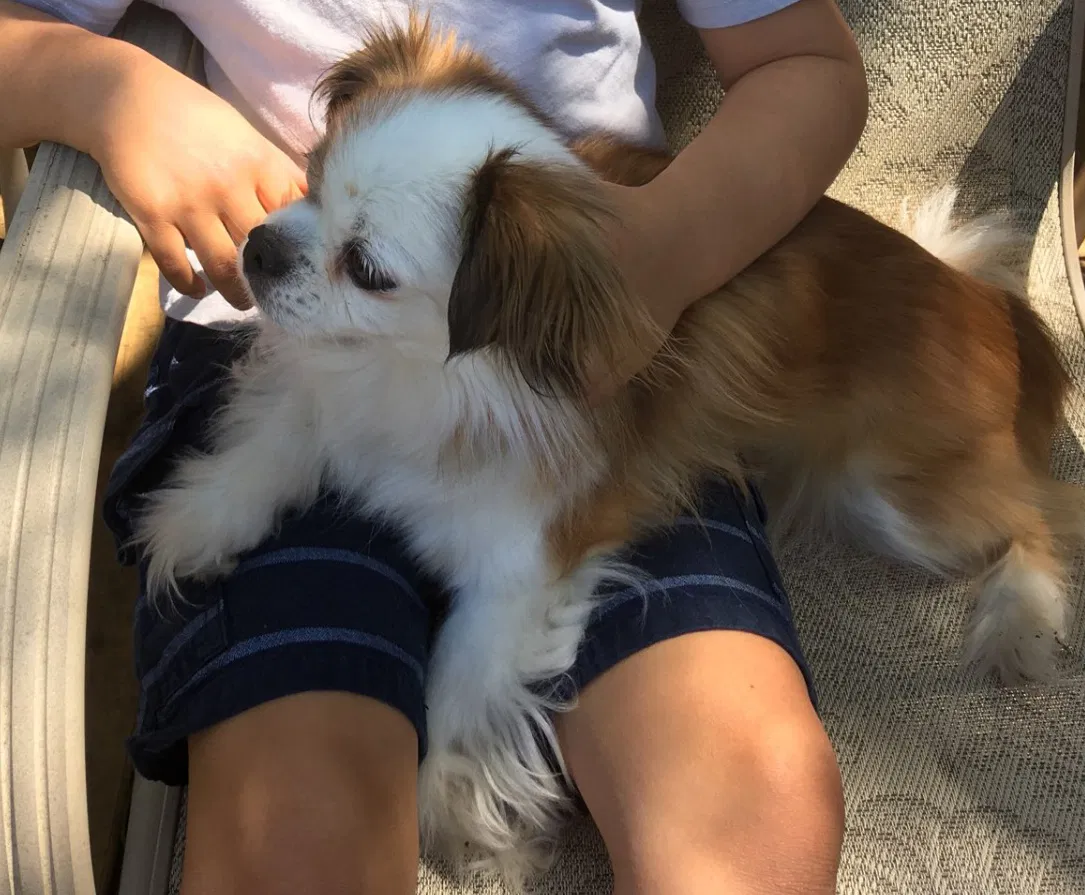 Lost dog in Dallas, TX, 75211