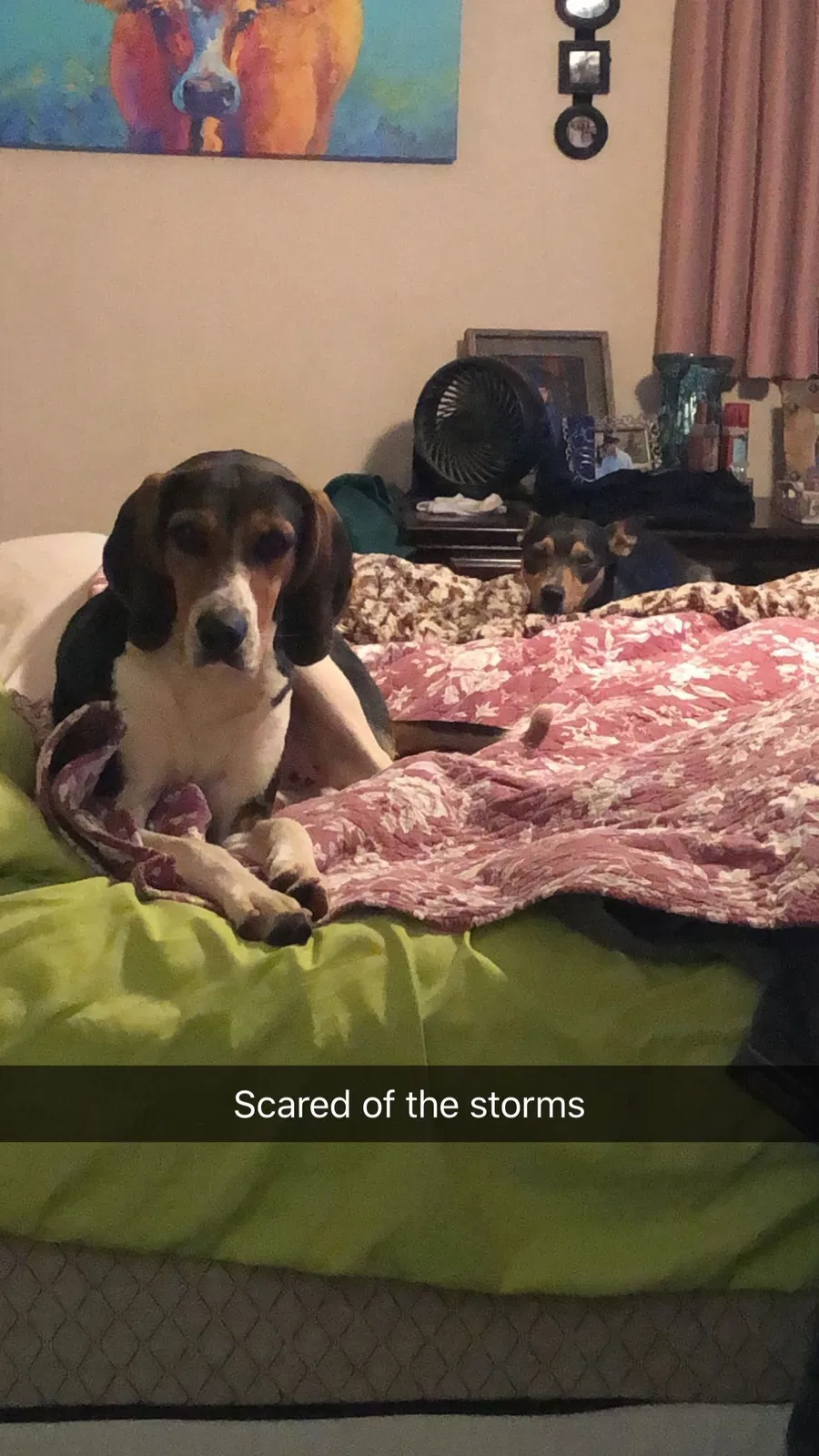 Lost dog in Oklahoma City, OK, 73165