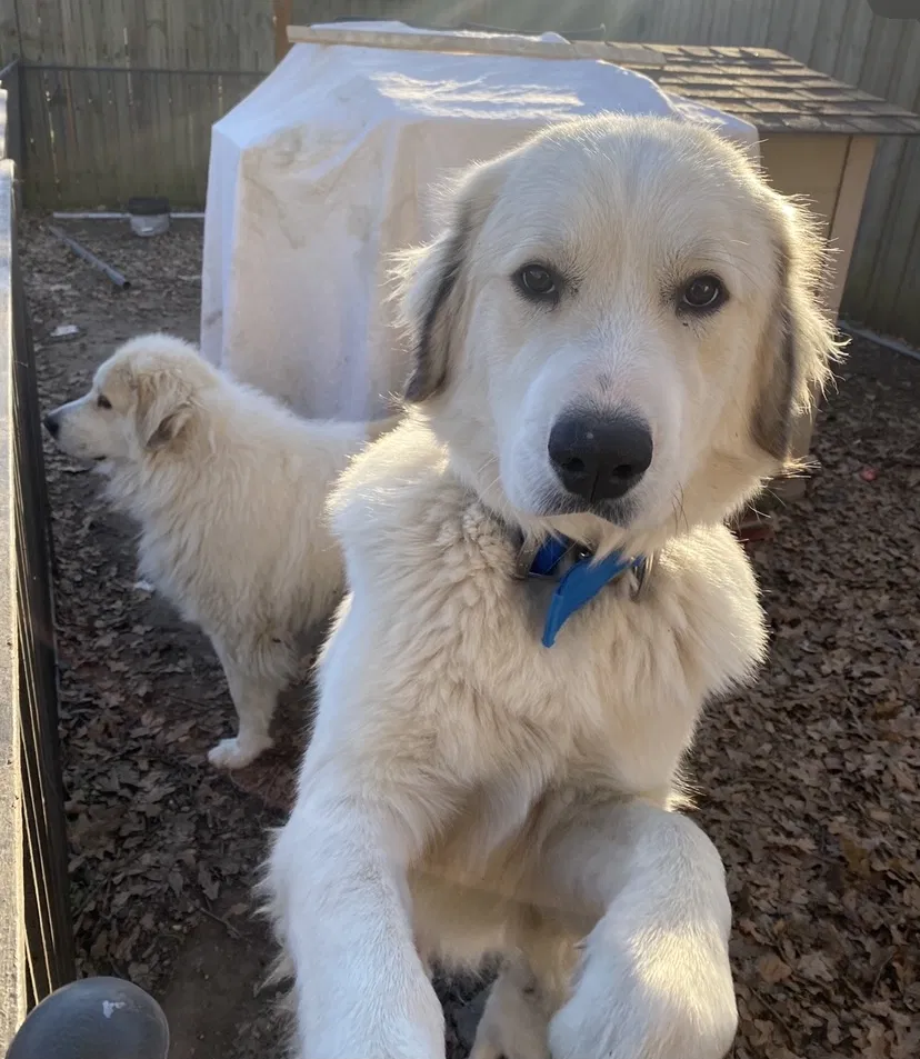 Lost dog in Dallas, TX, 75217