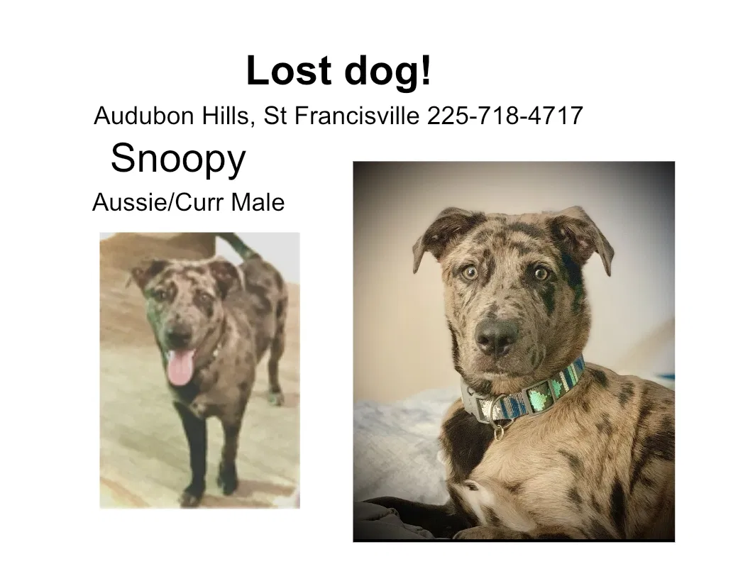 Lost dog in Saint Francisville, LA, 70775
