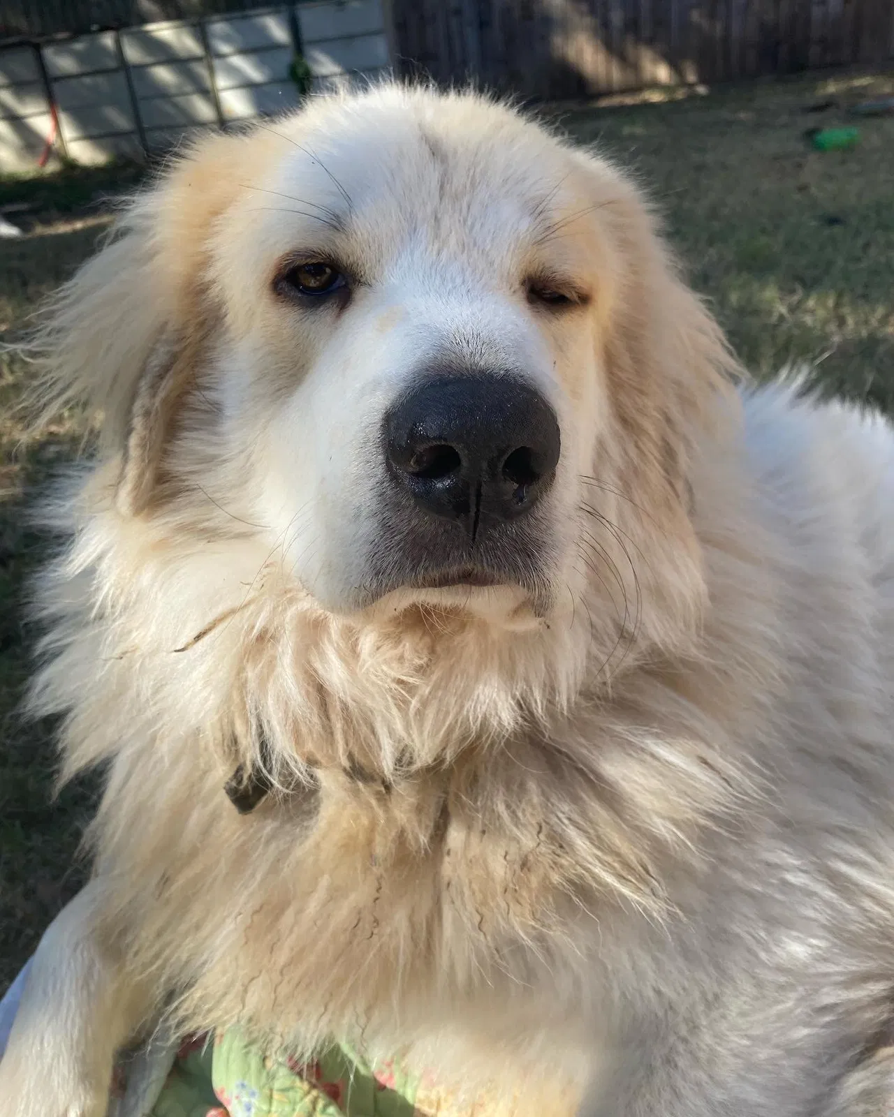 Lost dog in Dallas, TX, 75217