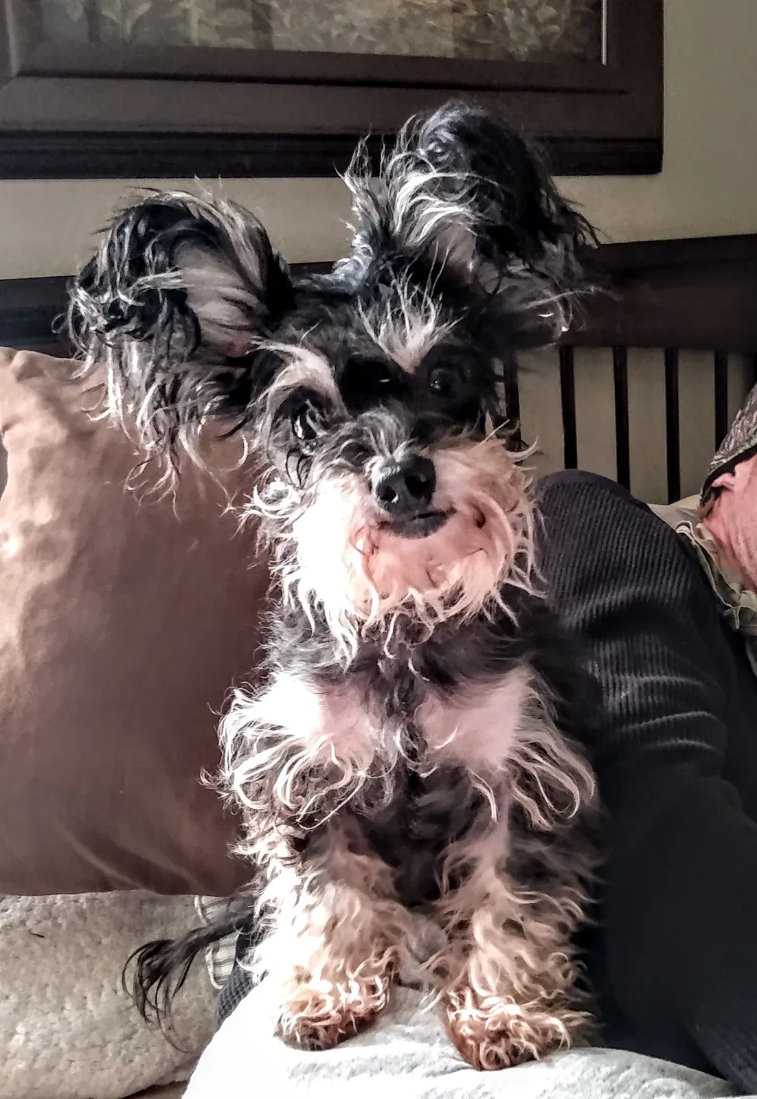 Lost dog in Denham Springs, LA, 70726