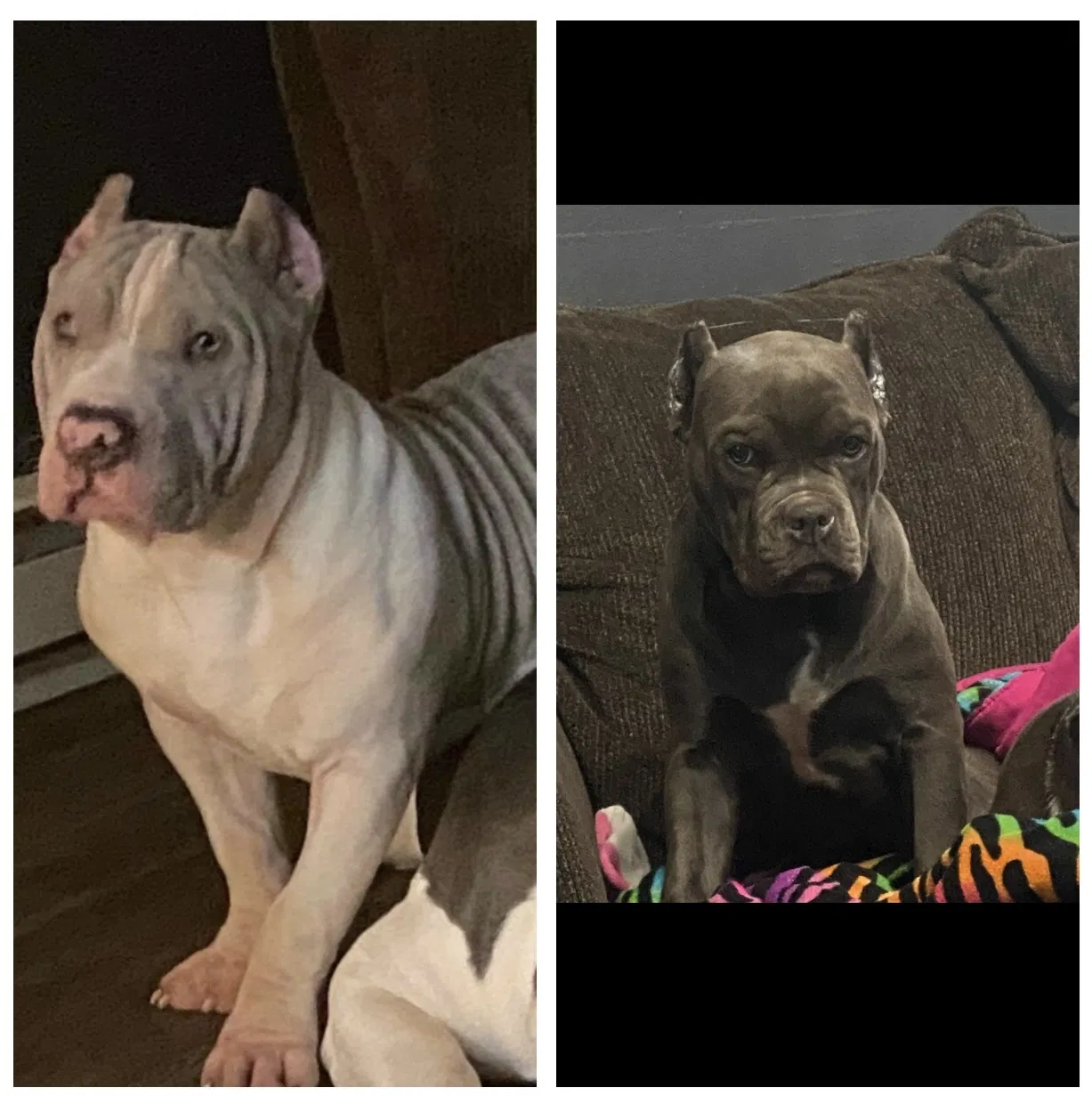 Lost dog in Harrisburg, PA, 17110