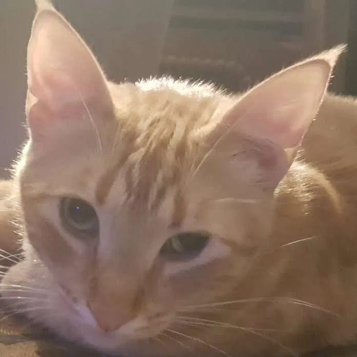 Lost cat in Newman, CA, 95360