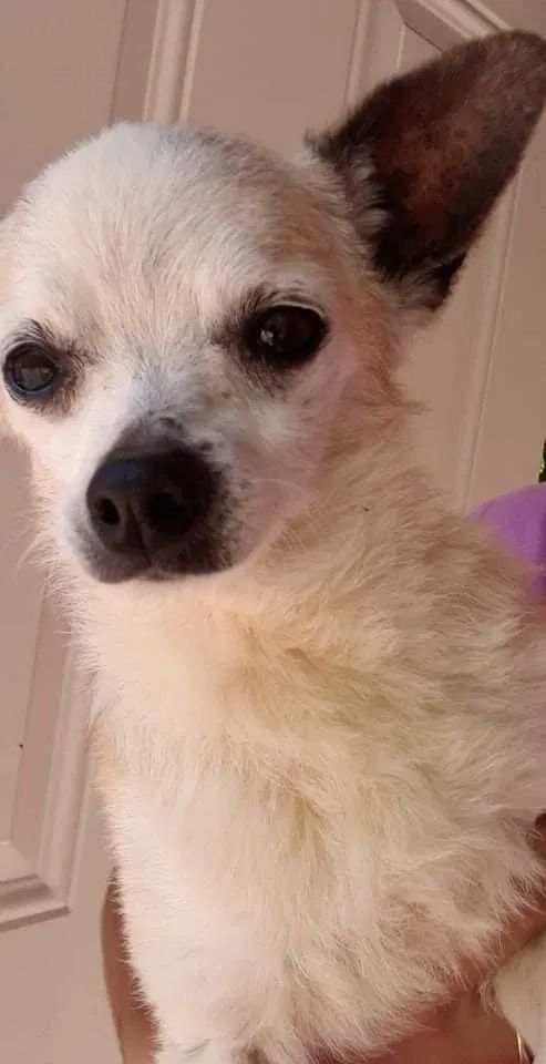 Lost dog in Knoxville, TN, 37938