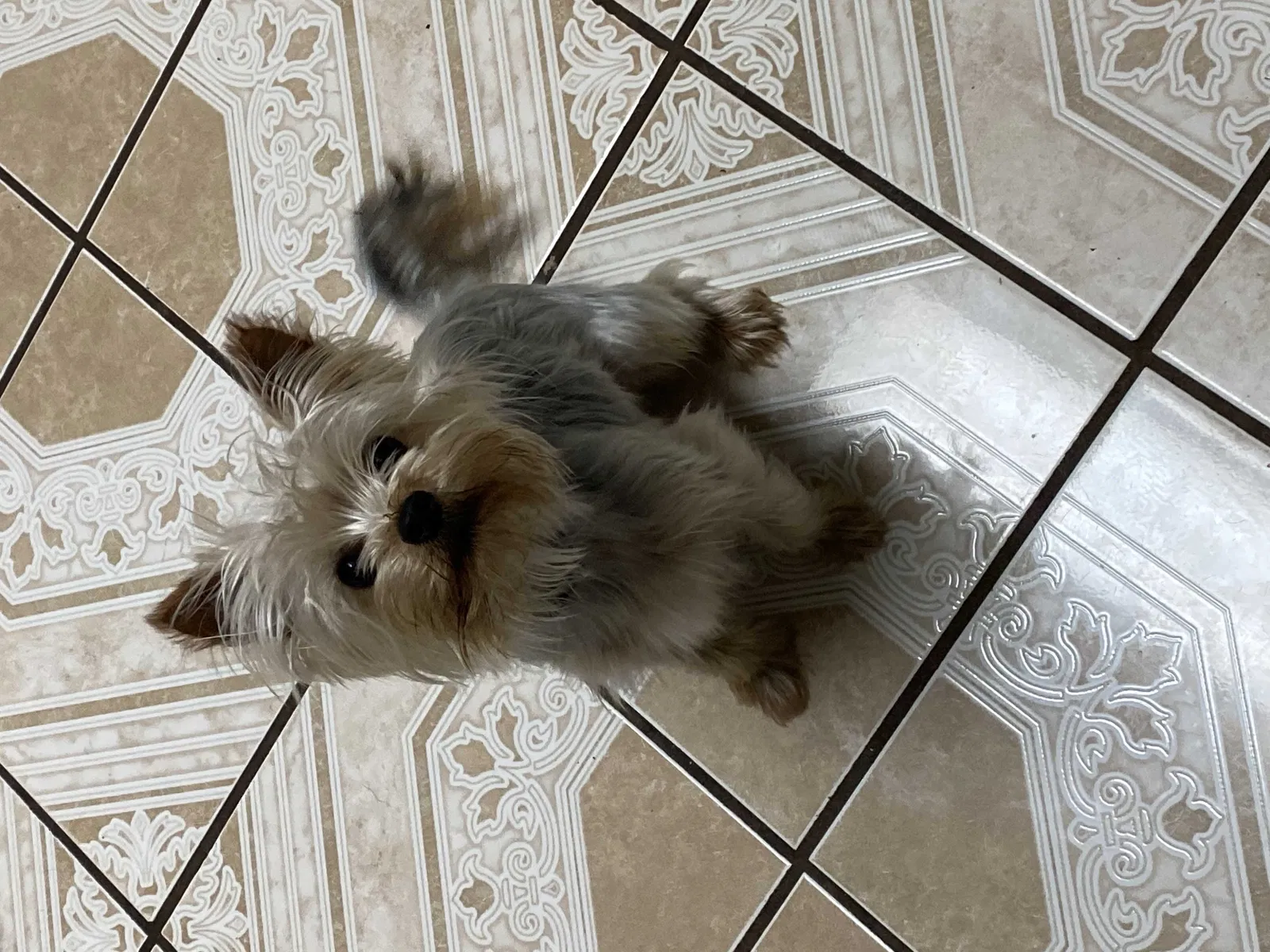 Lost dog in Suwanee, GA, 30024