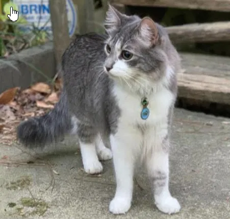 Lost cat in Lawrenceville, GA, 30043