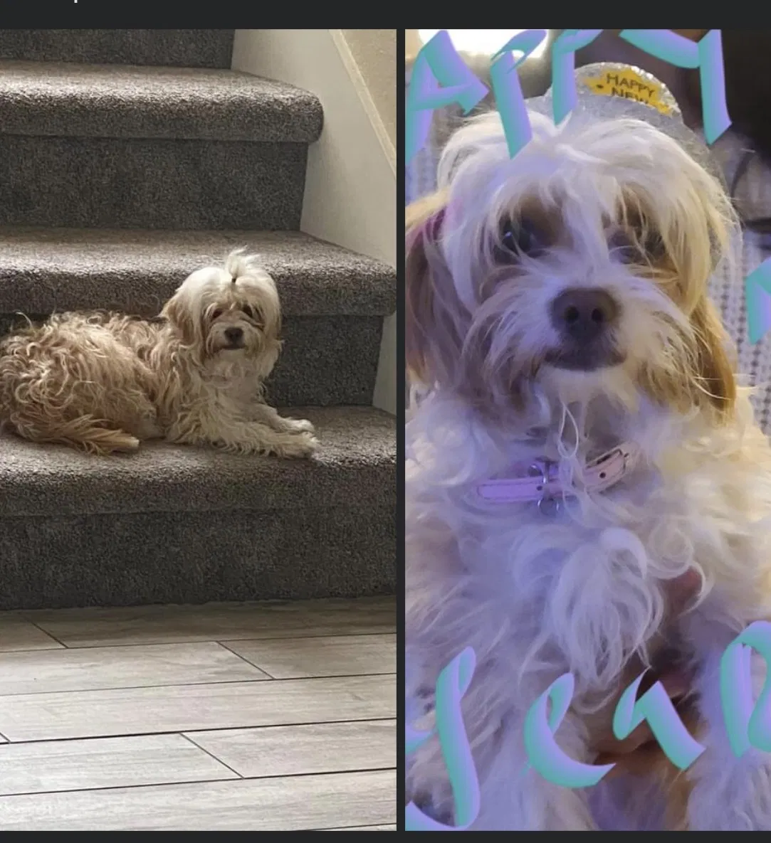 Lost dog in Las Vegas, NV, 89169
