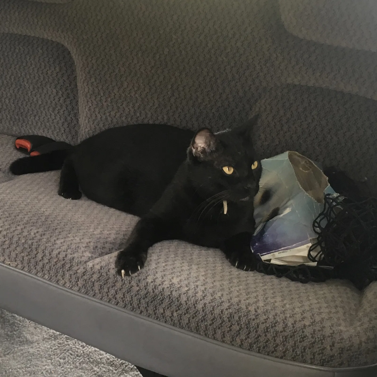 Lost cat in Evans, GA, 30809